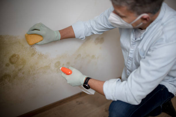 Why You Should Choose Our Mold Remediation Services in Morgan, UT